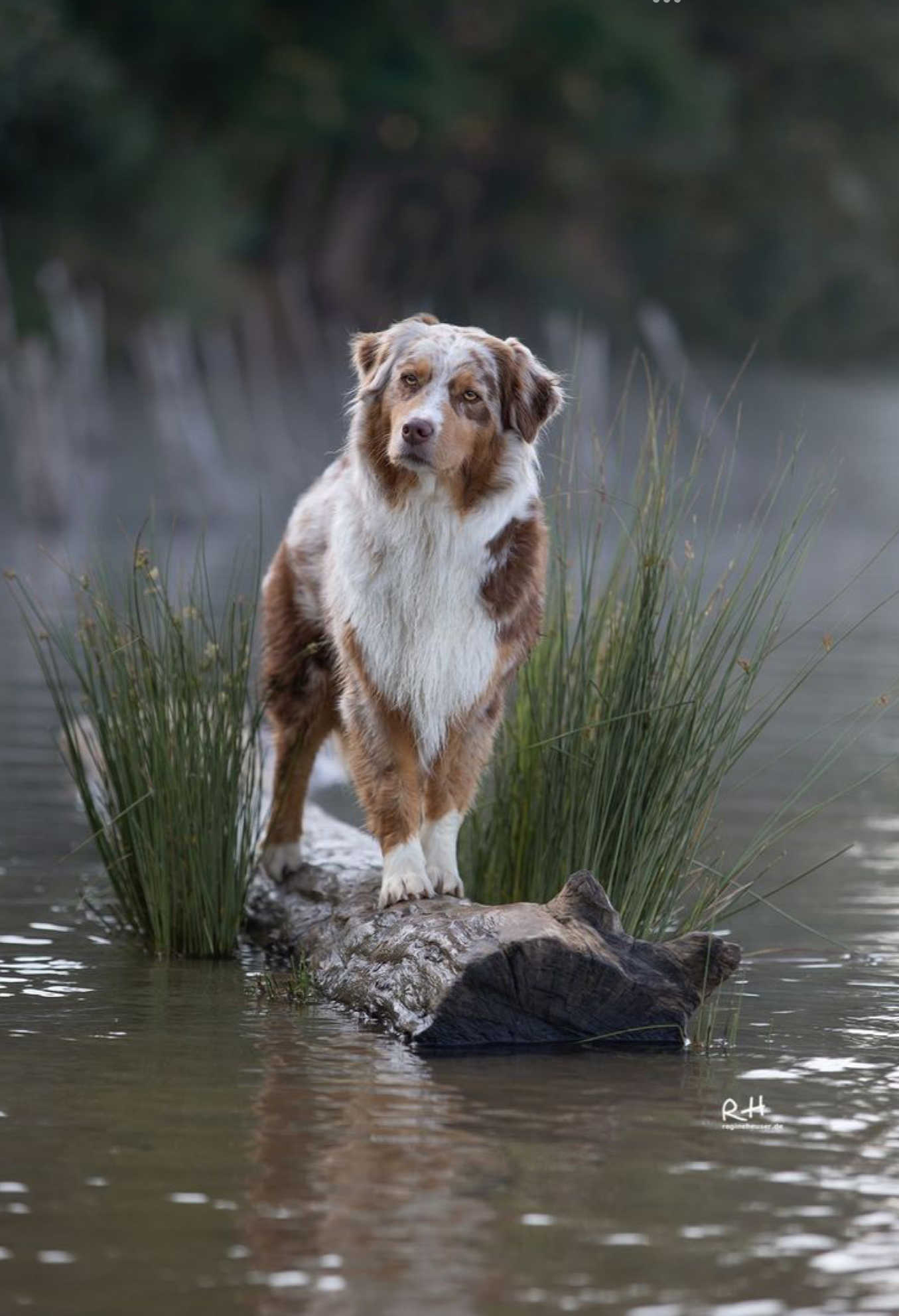 Australian Shepperd